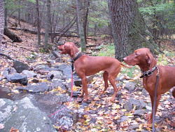 Talli + Mowgli, Vizslas