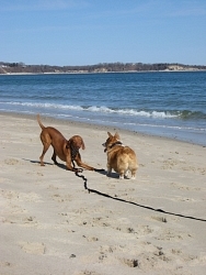 Talli, Vizsla; Woodrow, Pembroke Welsh Corgi