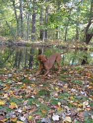 Talli, Vizsla