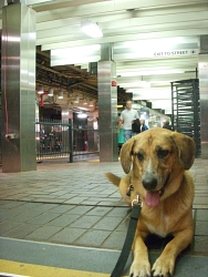 Theo, Hound cross