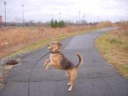 Theo, Hound Cross