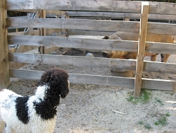 Timo, Standard Poodle