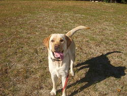 Tobey, Labrador Retriever