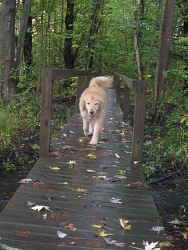 Wagner, Golden Retriever