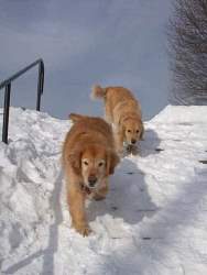 Wagner & Gibson, Golden Retrievers