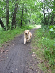 Wagner, Golden Retriever