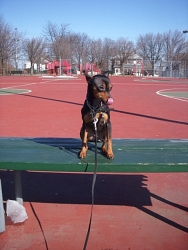 Weezie, Miniature Pinscher