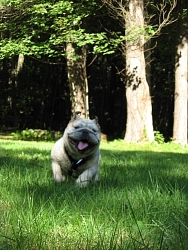 Wilda, English Bulldog