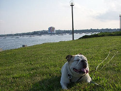 Wilda, English Bulldog