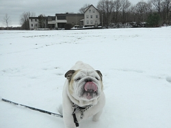 Wilda, English Bulldog