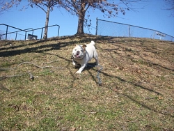 Wilda, English Bulldog