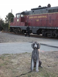 Willie, Standard Poodle