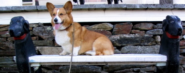 Woodrow, Pembroke Welsh Corgi