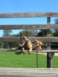 Taela, Belgian Malinois; Yohji, Yorkshire Terrier