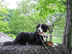 Yukon, Bernese Mountain Dog