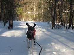 Zero, English Fox Hound