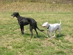 Zoia, Borzoi-Saluki cross; Ivy, Staffordshire Bull Terrier