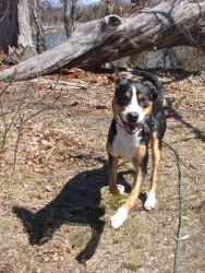 Zurich, Greater Swiss Mountain Dog